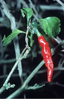Peppers: CHILLI PEPPER