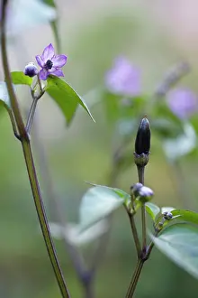 Pepper: Chilli pepper, Capsicum annuum Zimbabwe black, purple flow