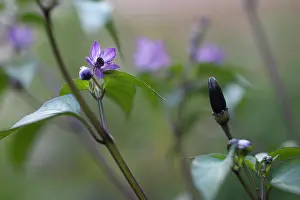 Pepper: Chilli pepper, Capsicum annuum Zimbabwe black, purple flow