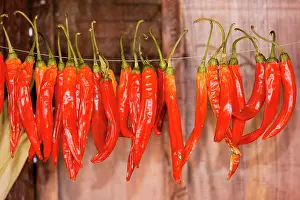 Chillies: Chilli Peppers collected for drying in barn