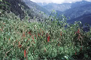 Peppers: CHILLI PEPPERS FIELD