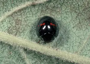 Beneficial: Chilocorus sp. Ladybug