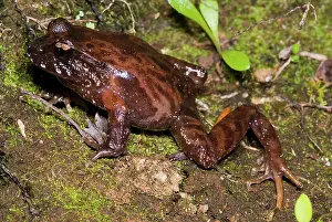 Emergent: Chiloe Island Ground Frog