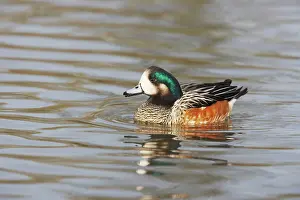 Sibilatrix: Chiloe Wigeon