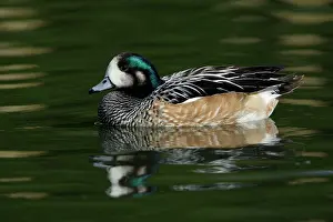 Sibilatrix: Chiloe Wigeon - drake swimming on lake