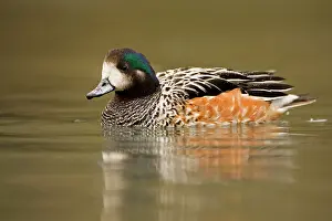 Sibilatrix: Chiloe Wigeon (Male)