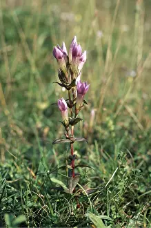 John Mason: CHILTERN GENTIAN
