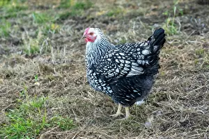 Free: Chimacum, Washington State, USA. Free ranging Black