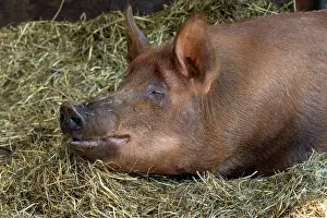 Piglet: Chimacum, Washington State, USA. Tamworth pig piglet