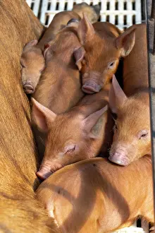 Crowded: Chimacum, Washington State, USA. Tamworth pig sow