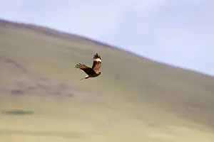 Caracaras: Chimango caracara in flight