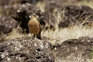 Caracaras: Chimango caracara on lava boulder