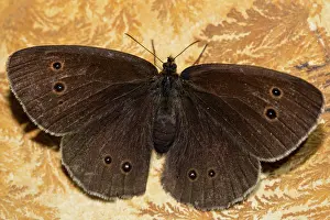 Lucky: Chimney sweep, brown wood bird (Aphantopus hyperantus)