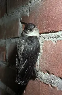 Swift: Chimney Swift