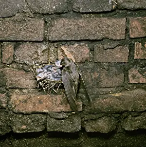 Swift: Chimney Swift feeding young in nest