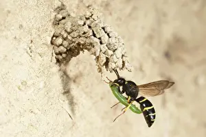 Chimney: Chimney wasp approaching the cave with weevil larva