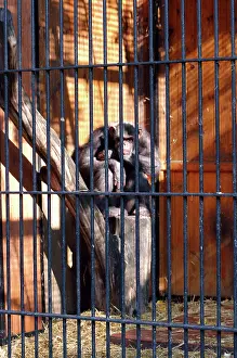 Warsaw: Chimpanzee, 20 years in captivity (Warsaw 2005)