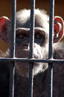 Warsaw: Chimpanzee, 20 years in captivity (Warsaw 2005)