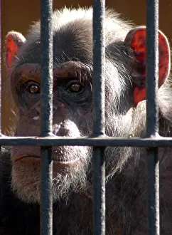 Warsaw: Chimpanzee, 20 years in captivity (Warsaw 2005)