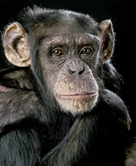 Anthropomorphic: Chimpanzee