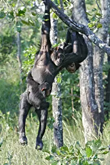 Swinging: Chimpanzee
