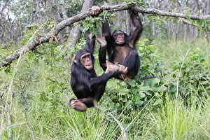 Swinging: Chimpanzee