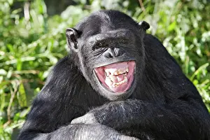 Nervous: Chimpanzee