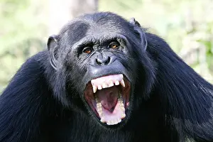 Nervous: Chimpanzee