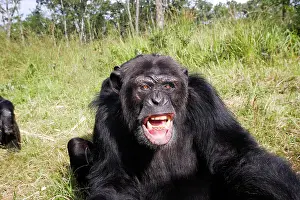 Communicatioin: Chimpanzee