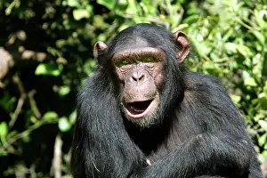 Expressons: Chimpanzee