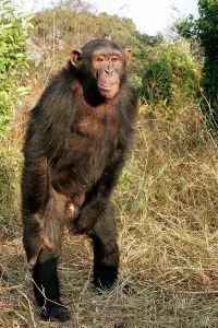 Penis: Chimpanzee