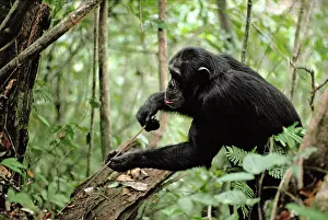 Anthropomorphic: CHIMPANZEE