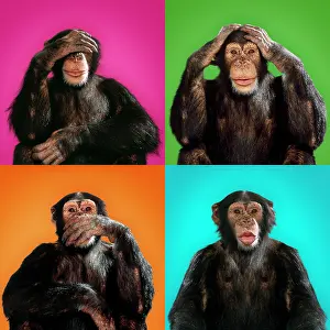 Evil: Chimpanzee