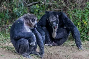 Hurt: Chimpanzee