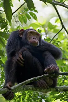 Districts: Chimpanzee