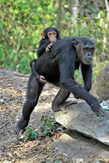 Chimpanzee