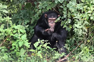 Pensive: Chimpanzee