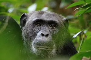 Kibale: Chimpanzee