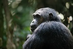 Kibale: Chimpanzee
