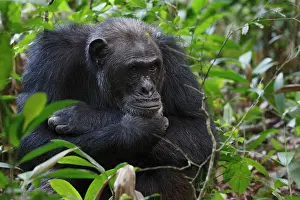 Pensive: Chimpanzee