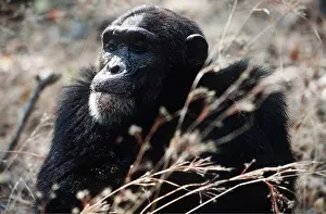 Chimp: CHIMPANZEE