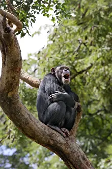 Apes: Chimpanzee