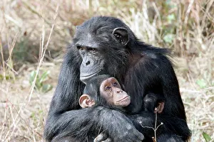 Apes: Chimpanzee - adult cuddling baby