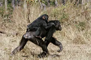 Piggy: Chimpanzee - adult giving piggy-back to young