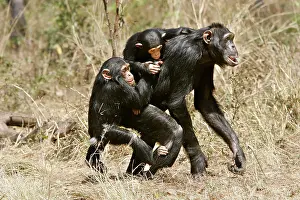 Apes: Chimpanzee - adult giving piggy-back to young