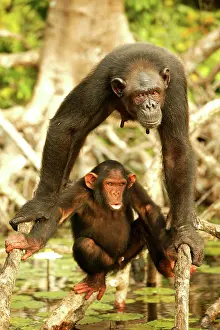 Teets: CHIMPANZEE - adult and young, balancing on Mangrove roots