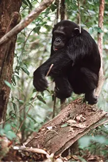Intelligence: CHIMPANZEE - anting with stick. Fishing for Safari ants
