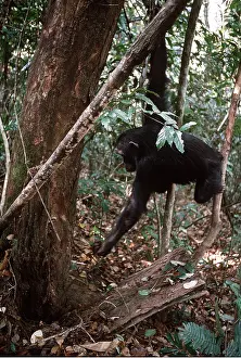 Intelligence: CHIMPANZEE - anting with stick. Fishing for Safari ants