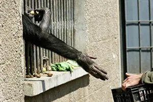 Rehabilitation: Chimpanzee - arm reaching through cage bars for food