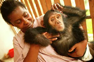 Nursery: CHIMPANZEE - in arms of carer at Orphanage / Nursery